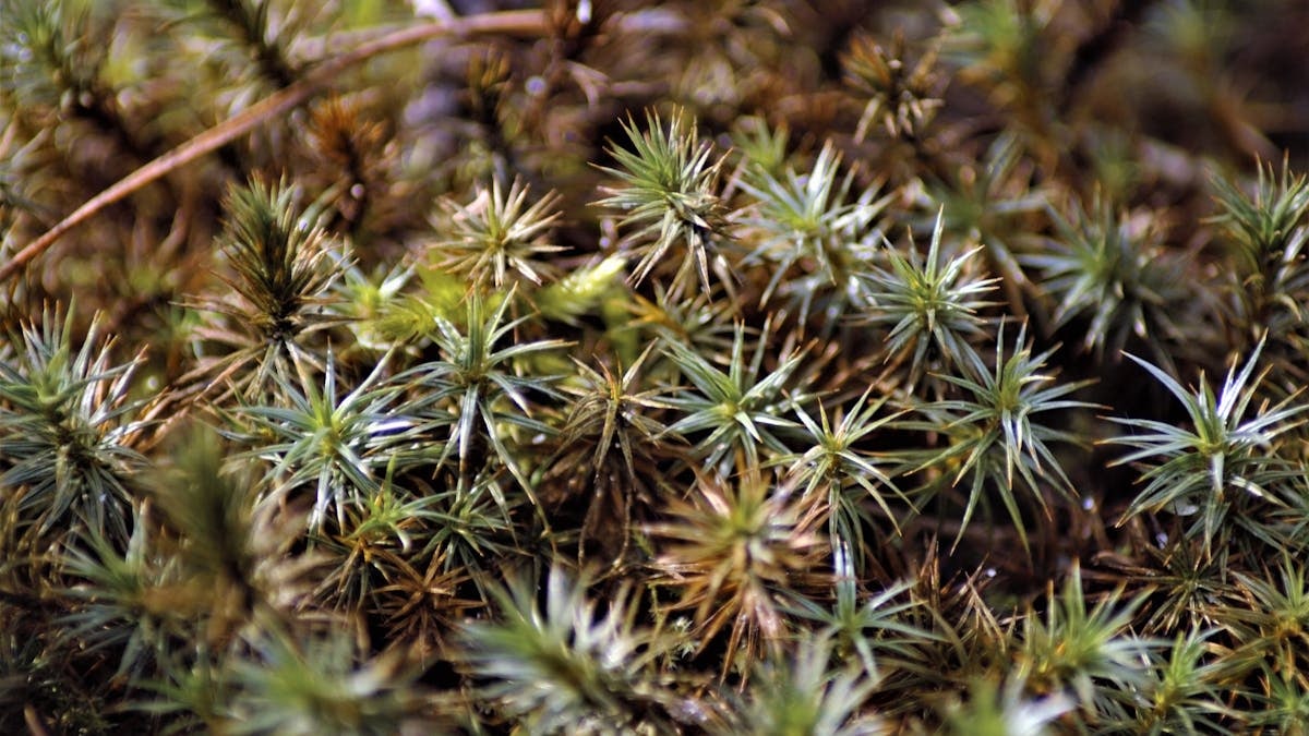 Detailed macro shot of spiky evergreen plants in a natural setting, showcasing intricate textures.